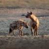 Hyena skvrnita - Crocuta crocuta - Spotted Hyena o8072